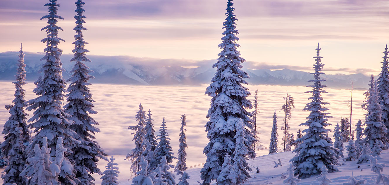 scenic winter photograph of snow laden pine trees on a mountain high above the clouds